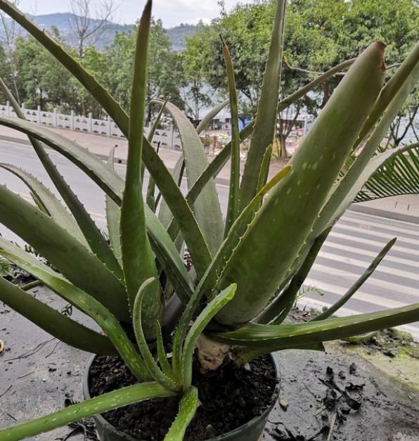 芦荟烂根了怎样补救,芦荟彻底烂根了怎么挽救
