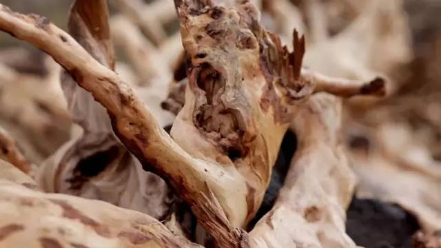 最顶级的老山檀香,老山檀最顶级的品种