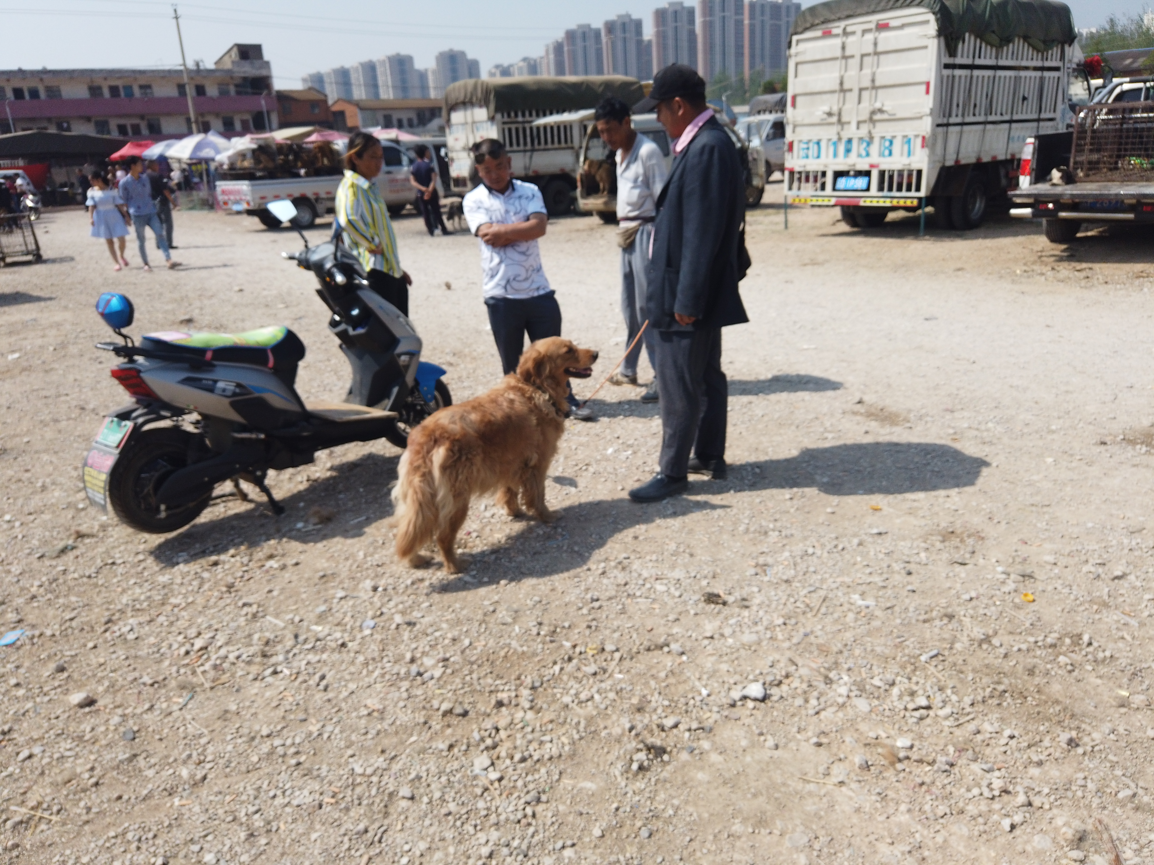 400元一只金毛出售,一万块钱的金毛出售