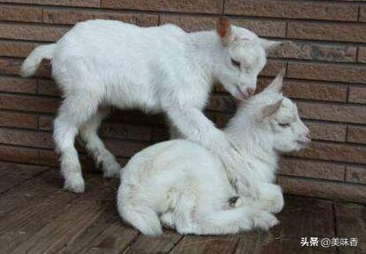 如何防止初生羔羊拉稀,羔羊拉稀绿色是什么原因