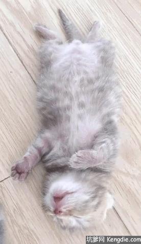 猫为什么会做梦,猫咪也会做梦吗都梦到了啥