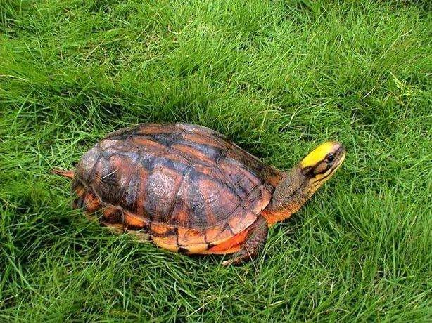 国龟之美黄喉,国龟的魅力