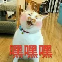铲屎官常备的药,铲屎官该如何治疗和预防