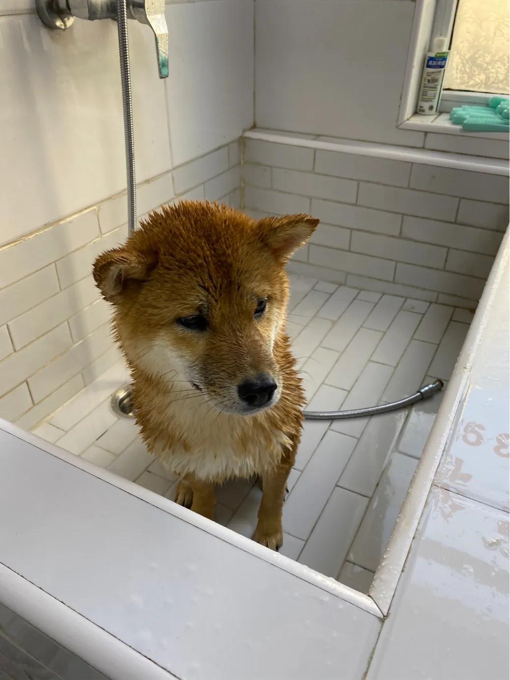 养柴犬的禁忌有哪些,柴犬吃狗粮的禁忌