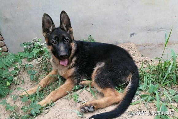 德牧被主人关在门外,德牧看门晚上有人路过