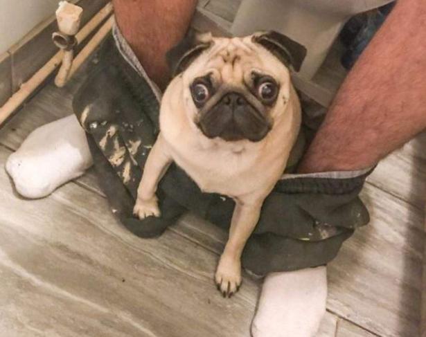 巴哥犬多少钱一只法斗,想买一只成年巴哥犬