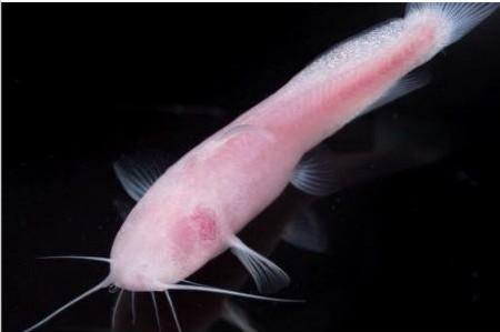 鱼儿为什么睁着眼睛睡觉,鱼儿为什么没有脚印