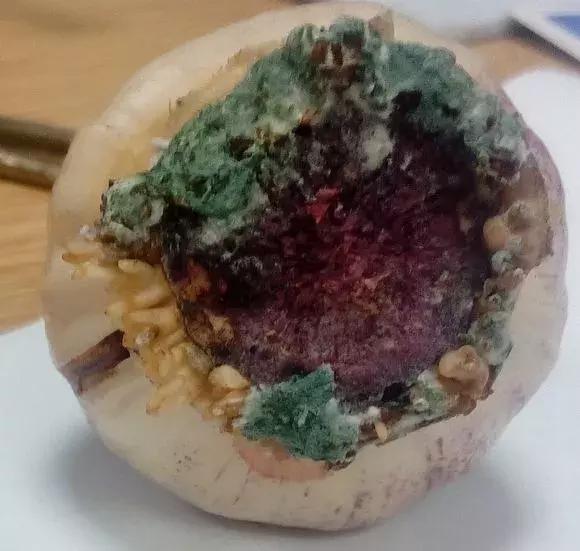 风信子开完花后一直在土里可以吗,开过花的风信子种球怎样处理