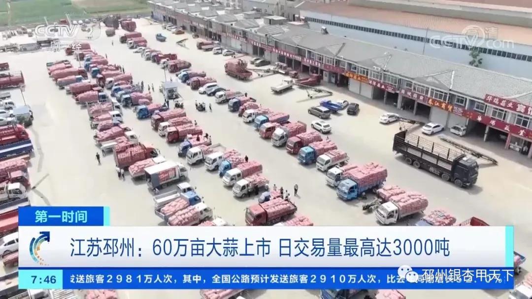 央视：邳州大蒜减产不减收，价格上涨近9成
