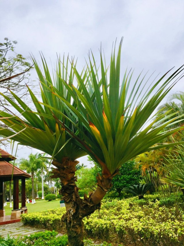 钟南山劝告少吃牛三星，牛三星是什么鬼？我与钟老早餐PK续十三