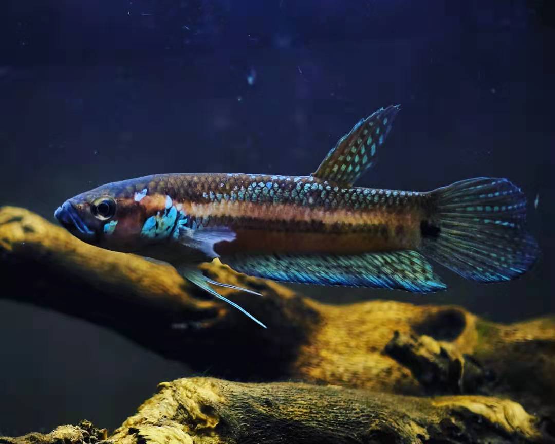 巨型泰国斗鱼和普通泰国斗鱼,泰国斗鱼哪个品种打架厉害