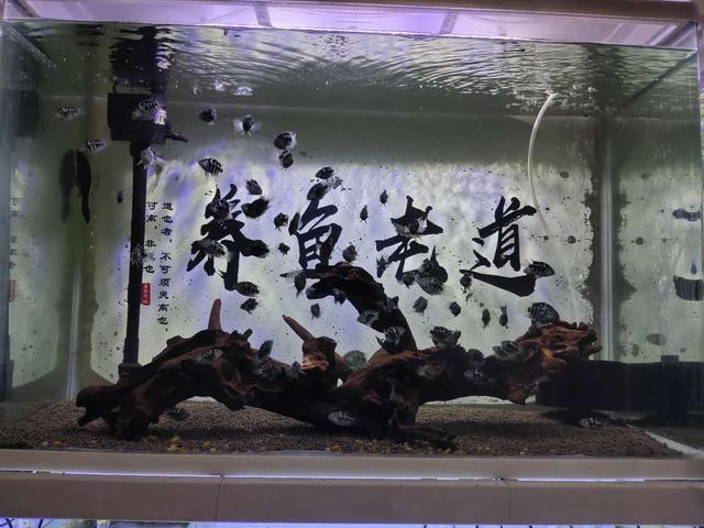 为什么水温高就会死鱼，观赏鱼都是被烫死了吗？根本不是