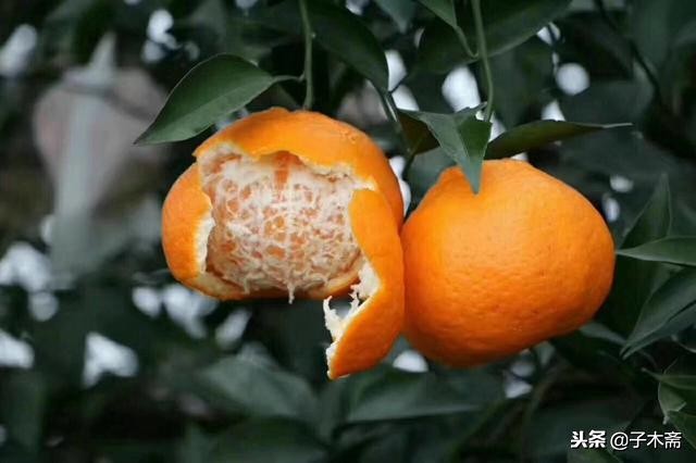 蒲江县农产品买卖信息免费发布（12.13）