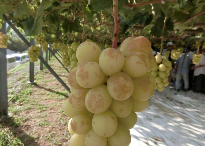 葡萄有果锈是什么病,葡萄树干开裂是怎么回事