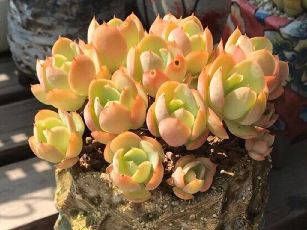 碧桃多肉怎么养出果冻色,碧桃多肉怎么养爆崽