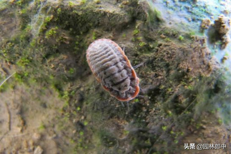 草履蚧防治月份,草履蚧壳虫防治