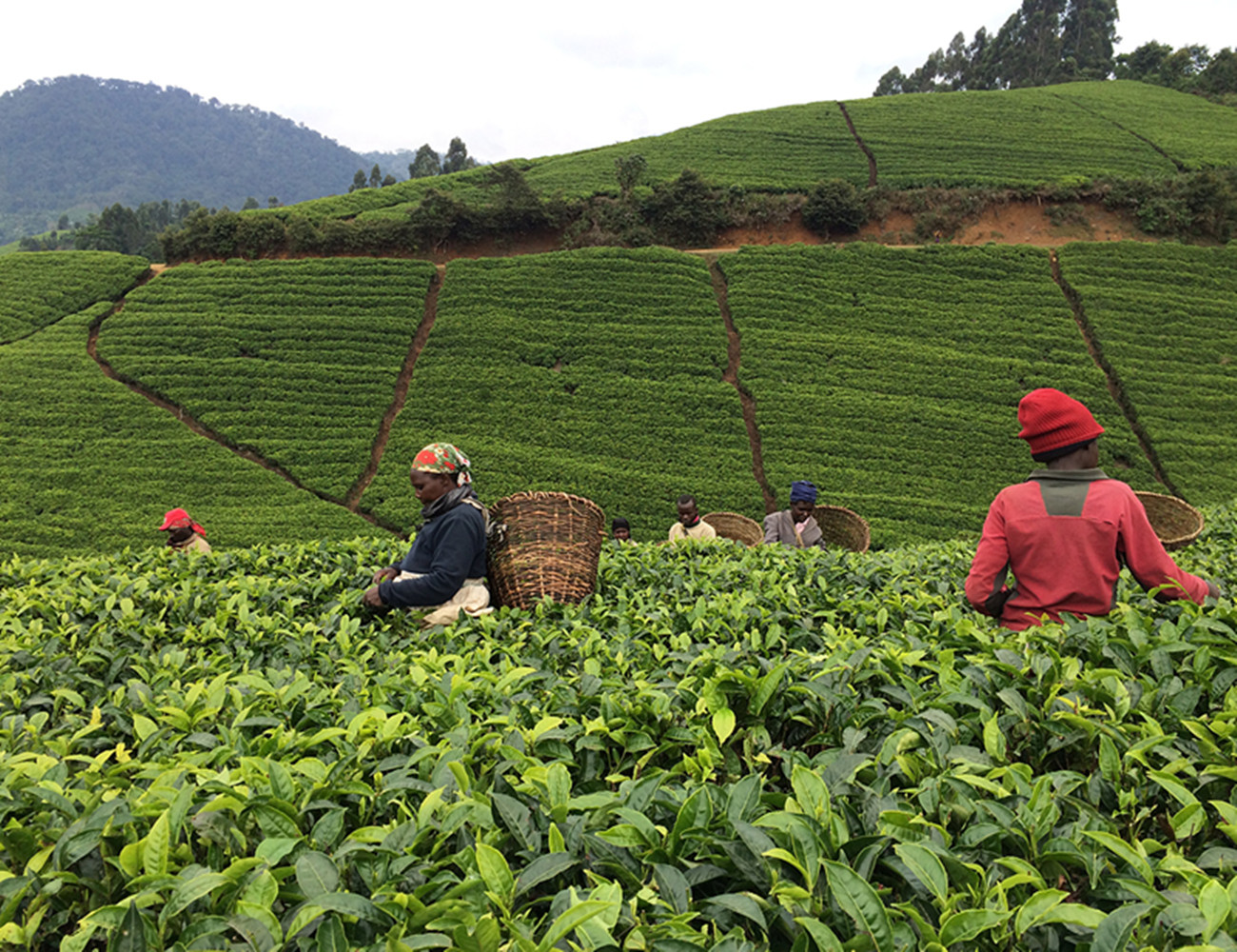 非洲红茶,肯尼亚红茶
