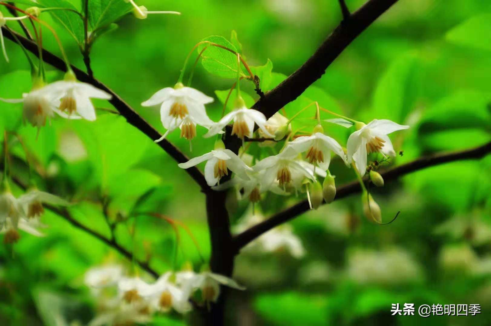 平顶山画眉谷旅行,鲁山县画眉谷视频