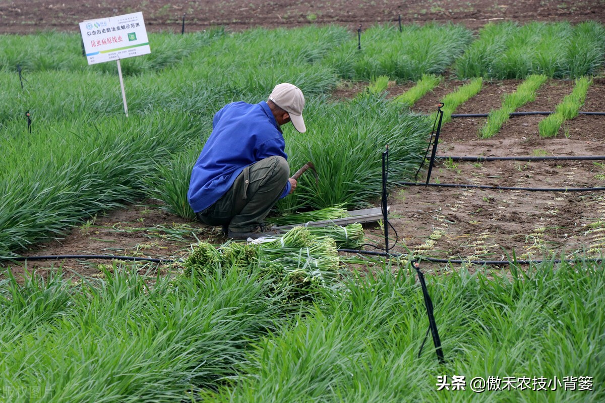 韭菜种植一两年要换土,韭菜种植盆栽多久采收
