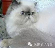 加菲猫的品种怎么分类图片,红虎斑加菲猫和什么花色配