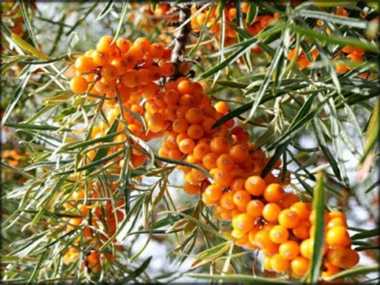 *疆新**是个好地方作者：刘尊鑫