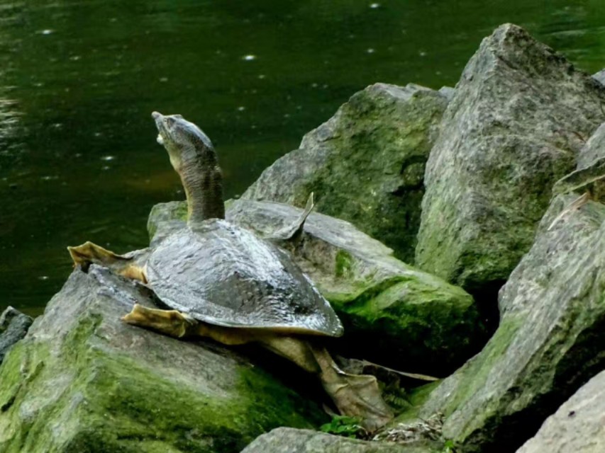 在家饲养小甲鱼的正确方法,家庭鱼池如何养小甲鱼