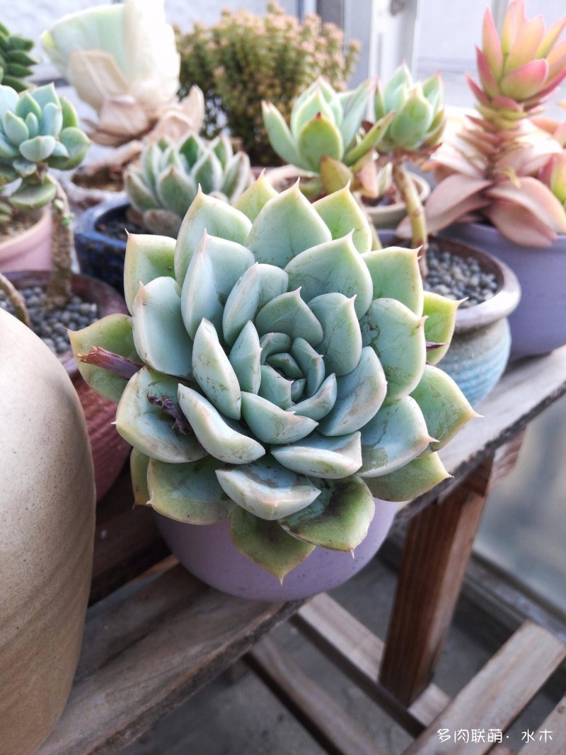 才两个月，多肉的颜值就被夏天偷走了