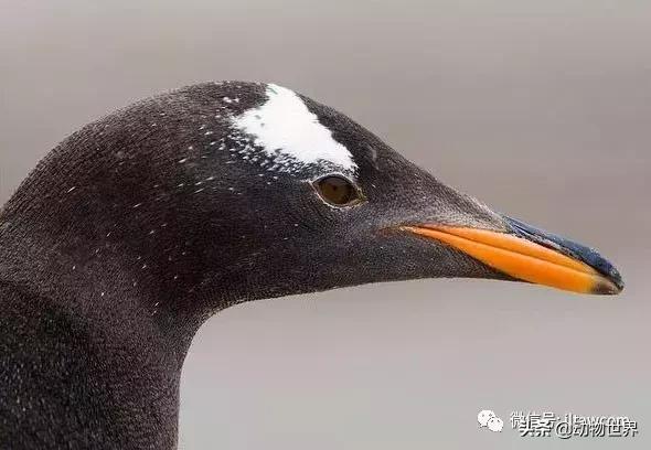 企鹅没有毛还能生活在北极,企鹅没有冰能生活吗