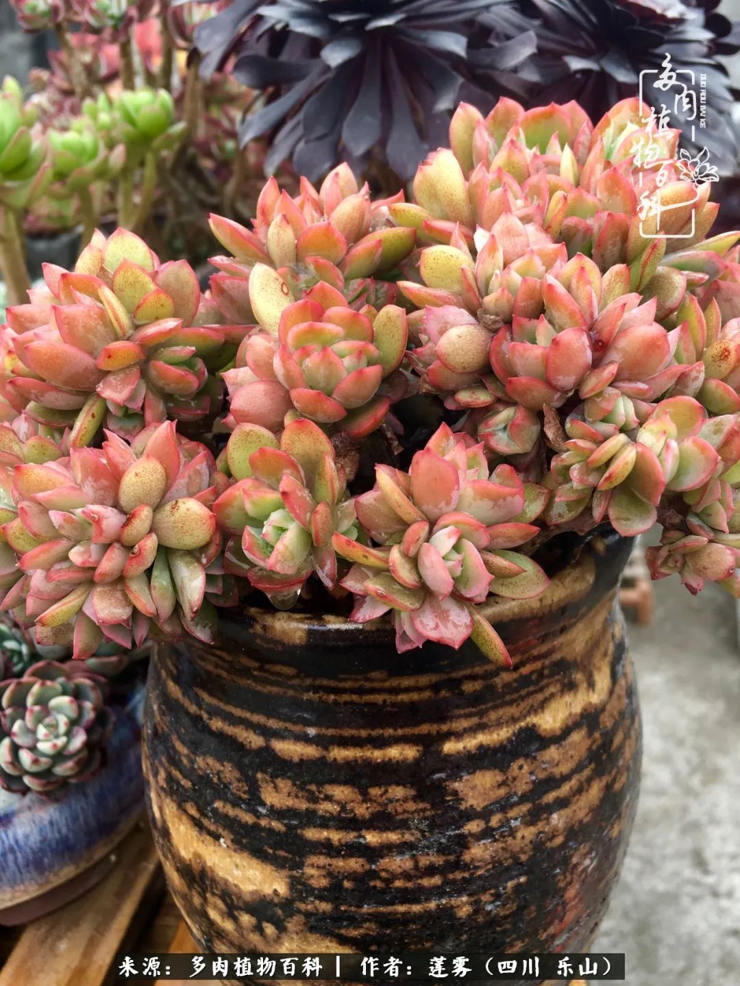 治愈系多肉精灵,初冬携一抹暖阳与多肉相伴