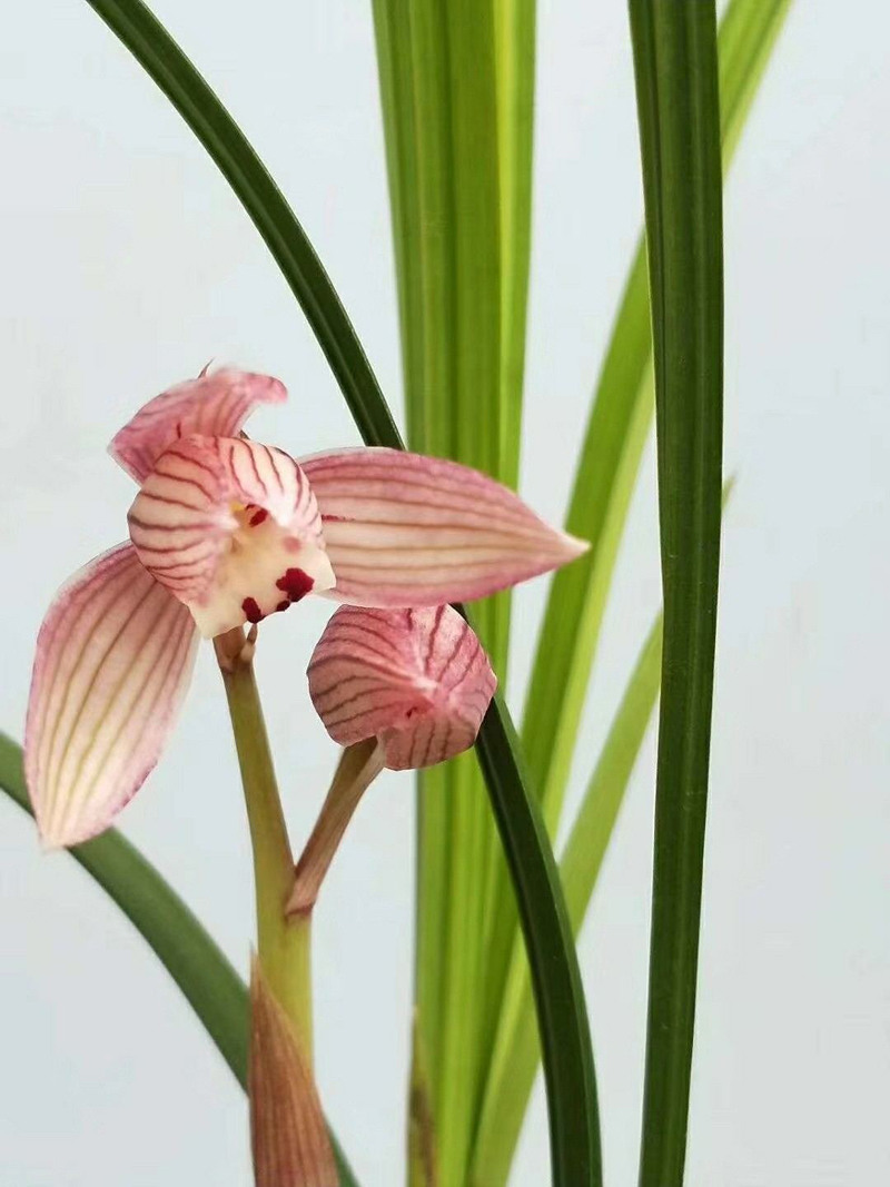 尿素浇兰花的正确方法视频,尿素浇兰花的最佳方法