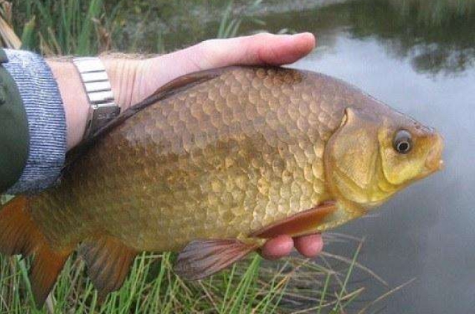 不花钱买自己做饵料钓大鲫鱼,带小药的鲫鱼饵料