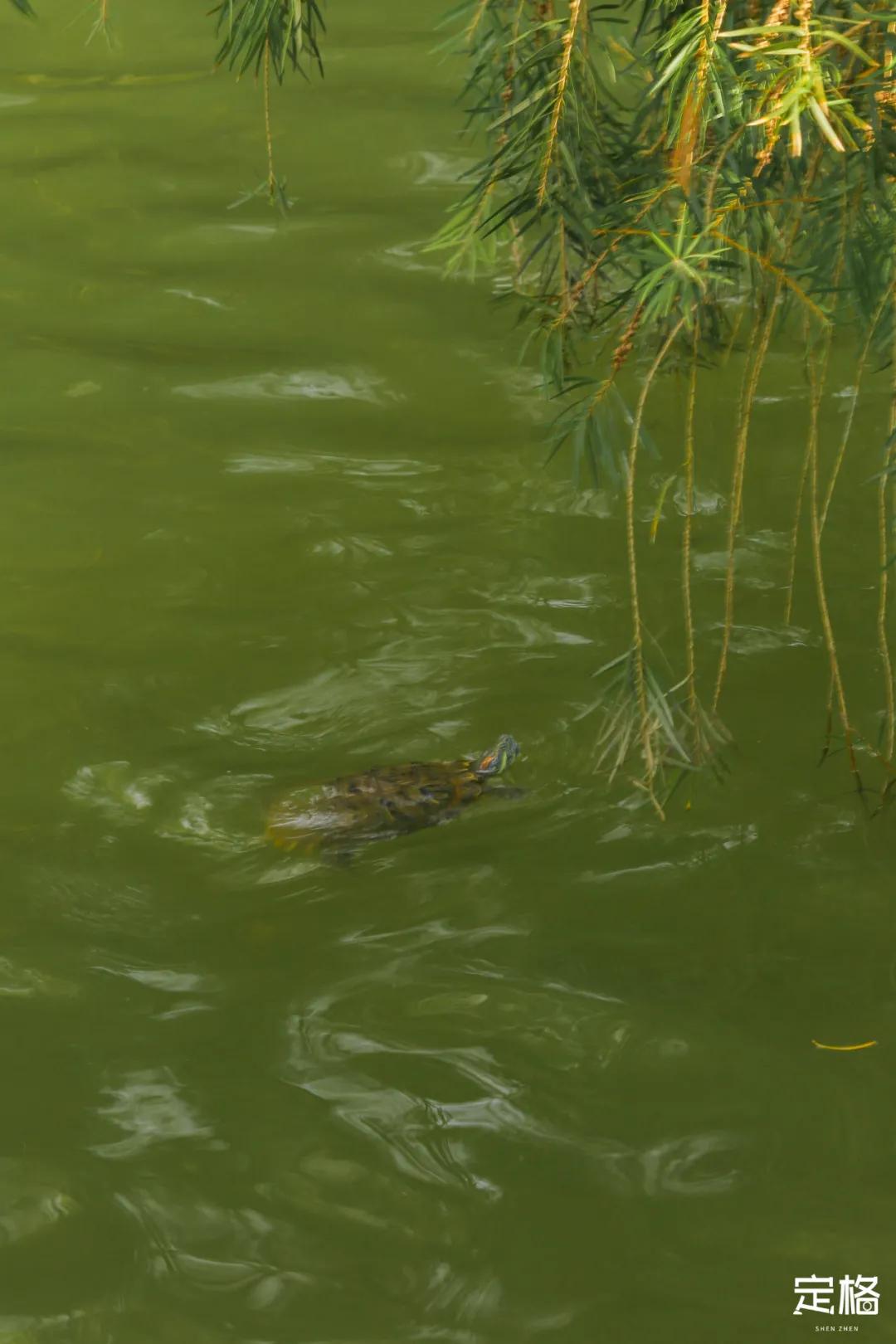 莲花山公园网红打卡地,即墨莲花山公园网红打卡地