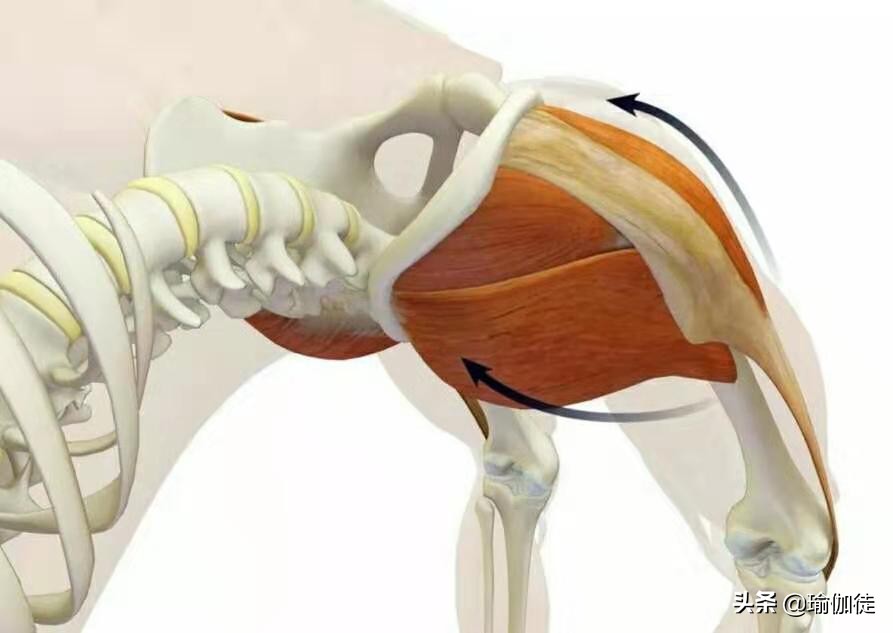 后弯为什么膝盖外扩,后膝盖蜷曲伸直拉伸疼