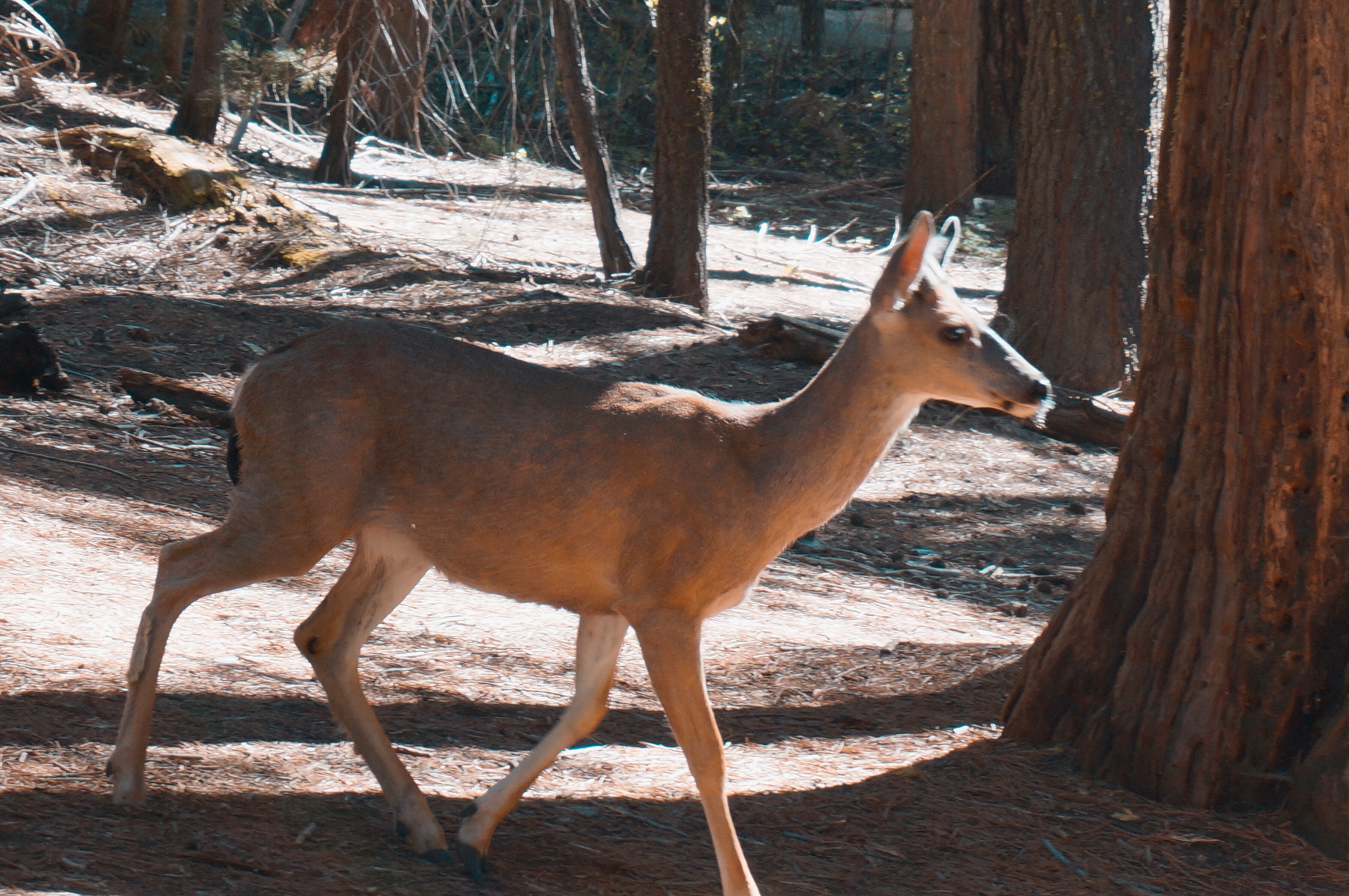 美国优胜美地国家森林公园风光,上帝的伊甸园伊犁