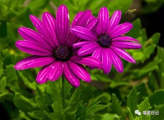 假日玫瑰花品种,珍稀名贵玫瑰花苗