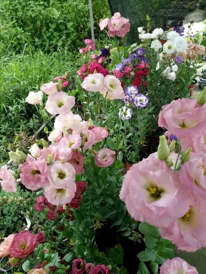 看到花的时候，不知是什么花？那就收下这份百花图谱