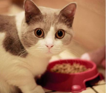 养猫攻略16件养猫好物推荐,养猫必备攻略