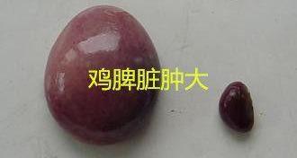 怎么治小鸡拉肚子,小鸡频繁拉稀是啥原因