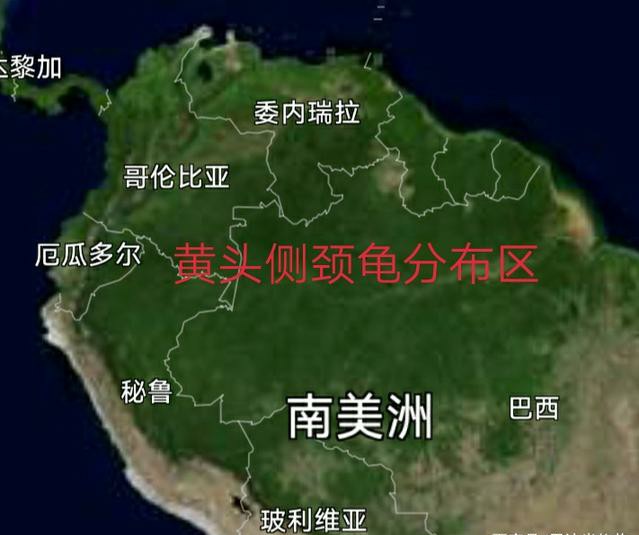 黄头侧颈龟到底能不能养,养黄头侧颈龟适合造景么