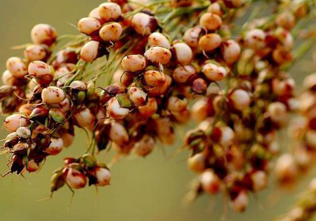 高粱的种植施肥,高粱种植技术和播种方法