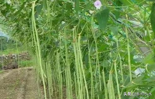 不用农药杀豆角钻心虫的方法,豆角钻心虫最佳治疗方法