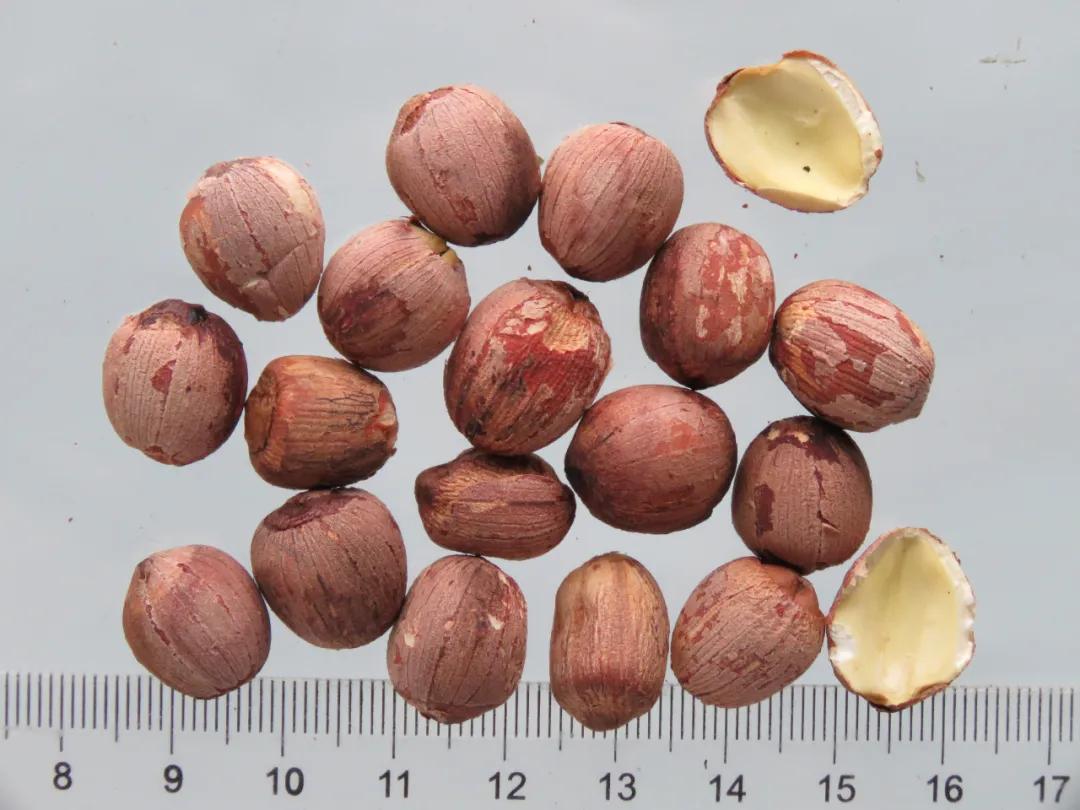 中药材莲子心,中药材莲子的用量