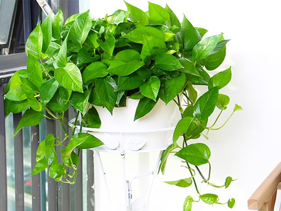 适合居家老人的居家生活,居家休闲好方法