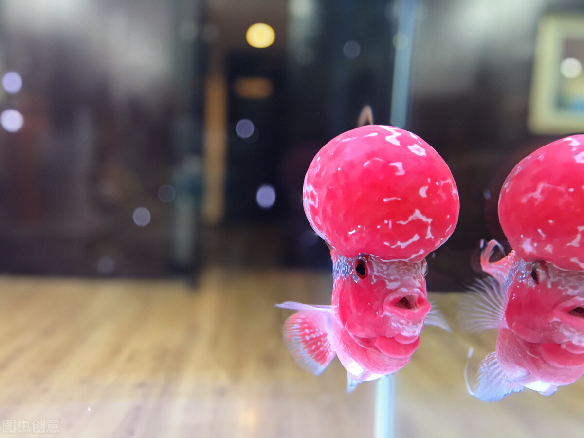 罗汉鱼成长的几个阶段,罗汉鱼火凤凰成长的各个阶段