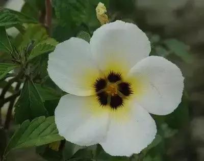 拍摄花的花语,100种摄影基础美学