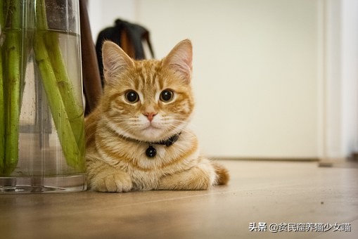 猫咪一直流眼泪的原因和解决方法,猫咪流眼泪泪痕重什么原因