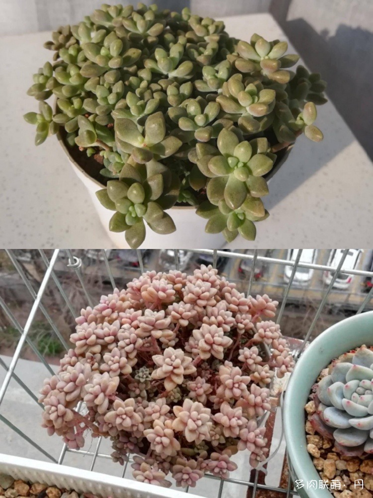 多肉长大了越来越好看,服盆期多肉变小