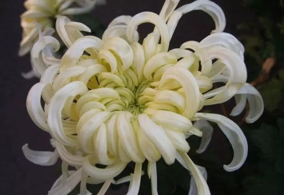 楼观台菊花展,楼观菊花