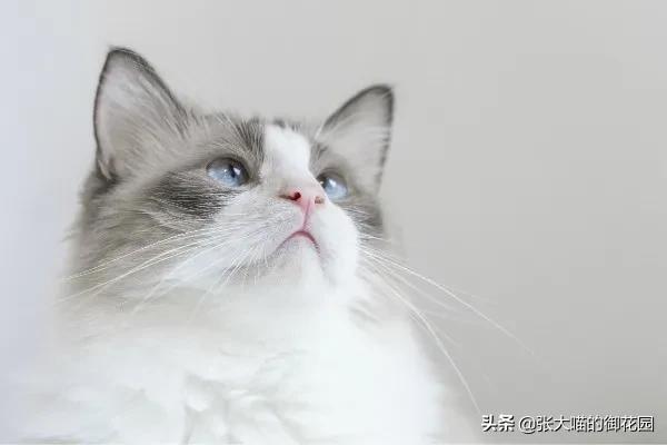 猫咪急救药品,猫咪急救用品一览表