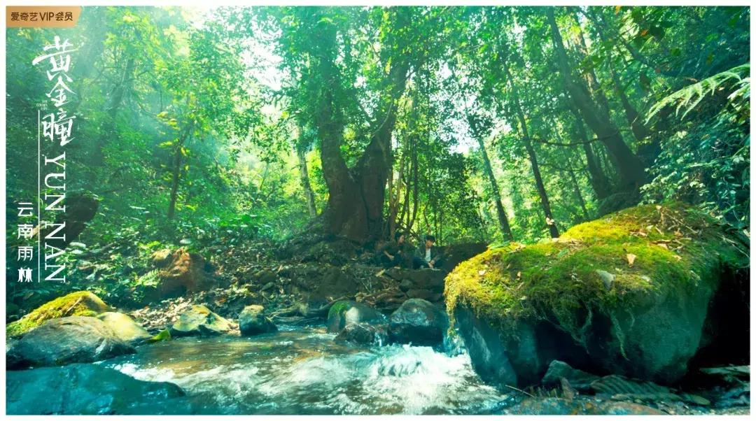 品味十级的《黄金瞳》，我先“盘”为敬！